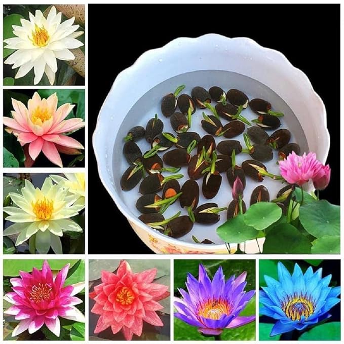 Lotus Plant Seed (Piece of 50)